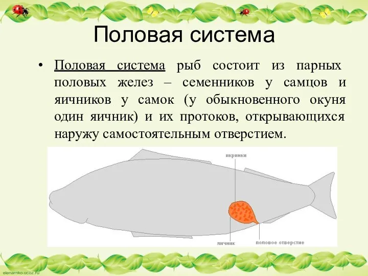 Половая система Половая система рыб состоит из парных половых желез –