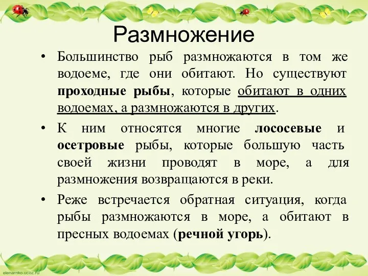 Размножение Большинство рыб размножаются в том же водоеме, где они обитают.