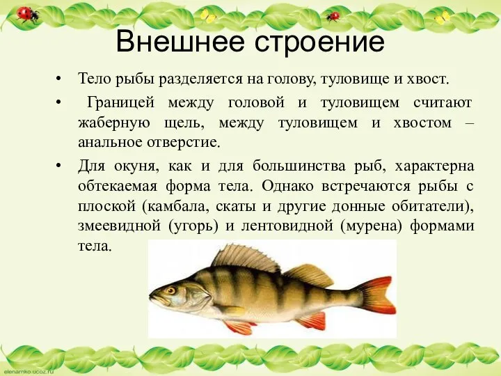 Тело рыбы разделяется на голову, туловище и хвост. Границей между головой