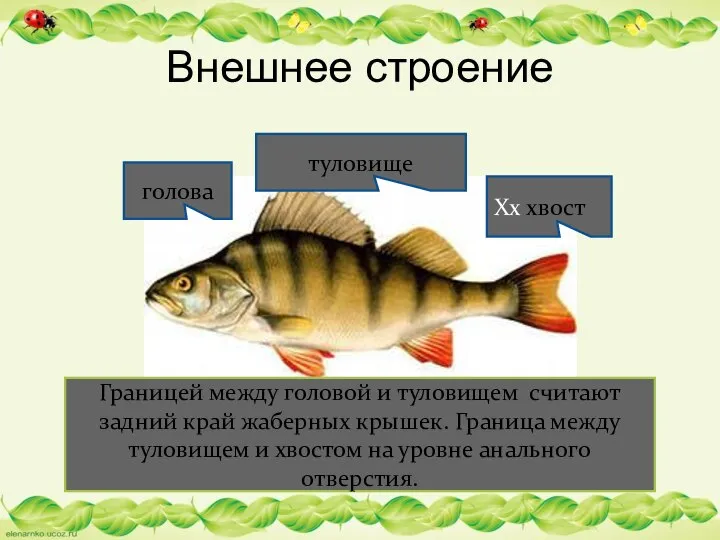 Внешнее строение Границей между головой и туловищем считают задний край жаберных