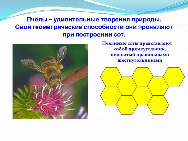 Пчёлы – удивительные творения природы. Свои геометрические способности они проявляют при