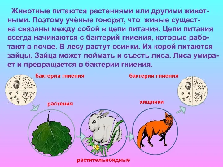 Животные питаются растениями или другими живот- ными. Поэтому учёные говорят, что