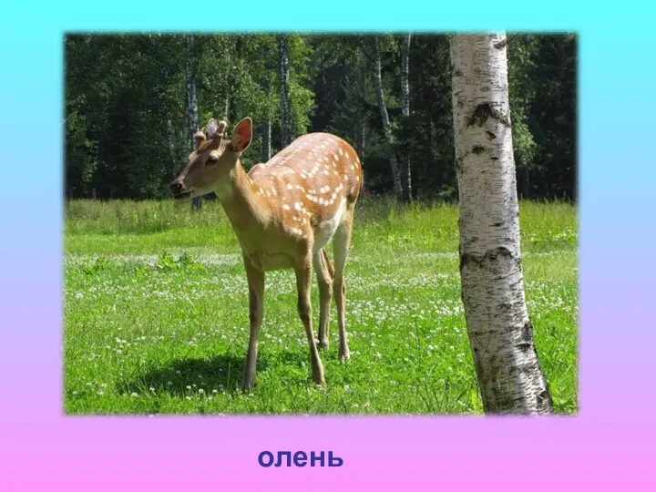 олень