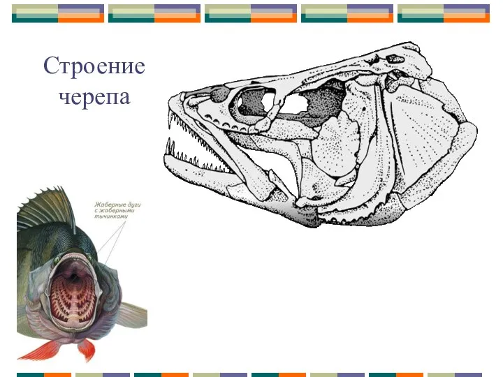 Строение черепа