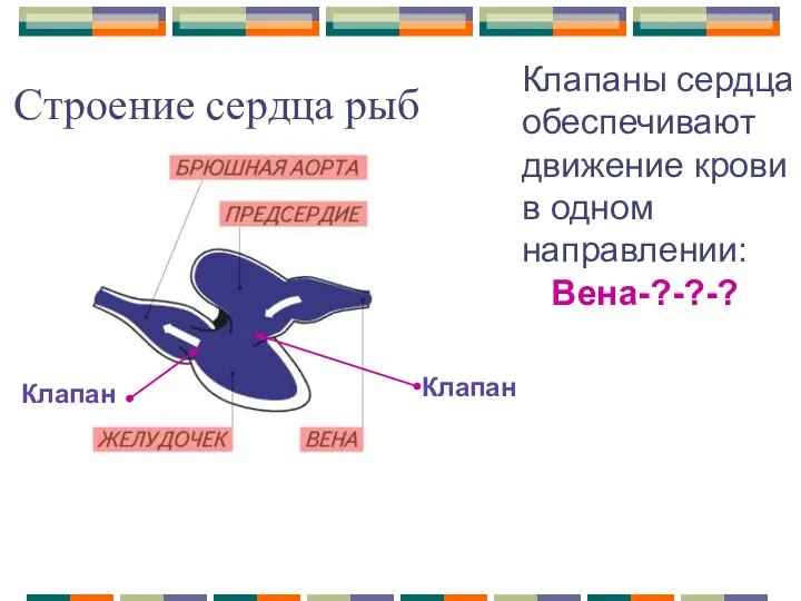 Строение сердца рыб Клапаны сердца обеспечивают движение крови в одном направлении: Вена-?-?-?