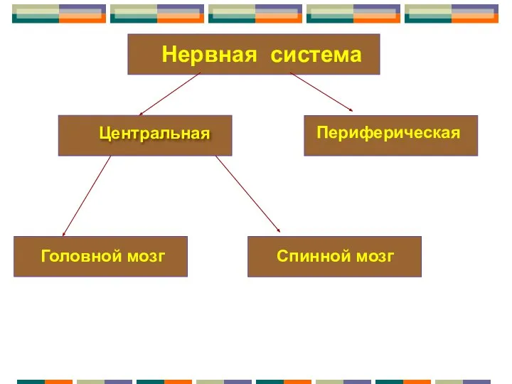 Нервная система Центральная Периферическая Головной мозг Спинной мозг