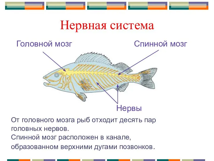 Нервная система От головного мозга рыб отходит десять пар головных нервов.