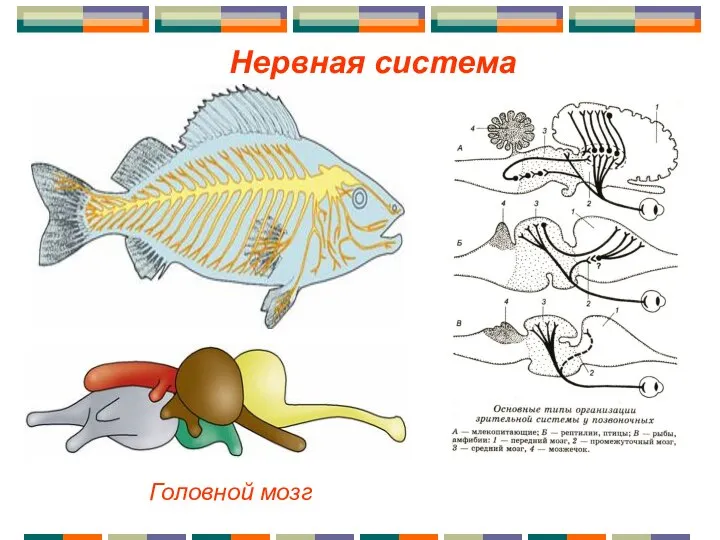 Нервная система Головной мозг