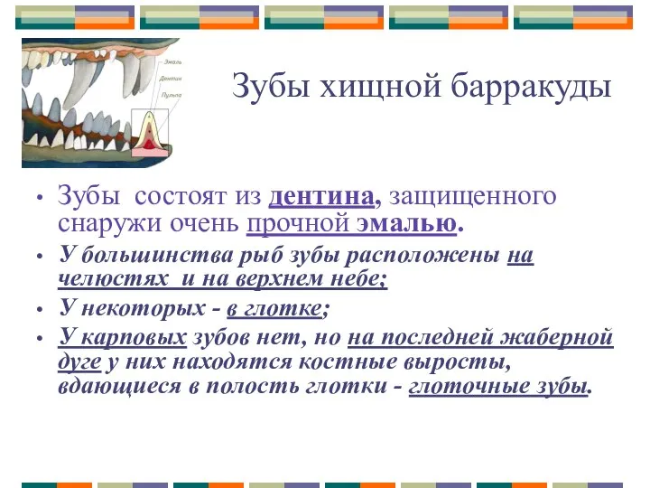 Зубы хищной барракуды Зубы состоят из дентина, защищенного снаружи очень прочной