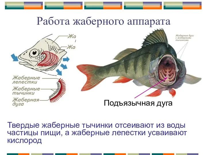 Работа жаберного аппарата Твердые жаберные тычинки отсеивают из воды частицы пищи, а жаберные лепестки усваивают кислород