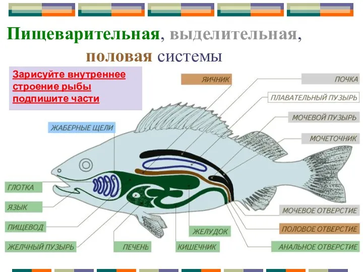 Пищеварительная, выделительная, половая системы Зарисуйте внутреннее строение рыбы подпишите части