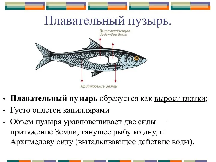 Плавательный пузырь. Плавательный пузырь образуется как вырост глотки; Густо оплетен капиллярами