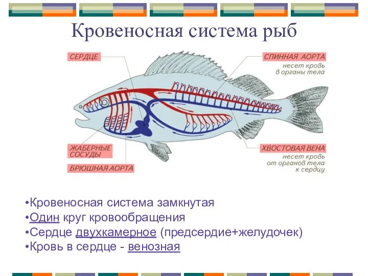 Кровеносная система рыб Кровеносная система замкнутая Один круг кровообращения Сердце двухкамерное