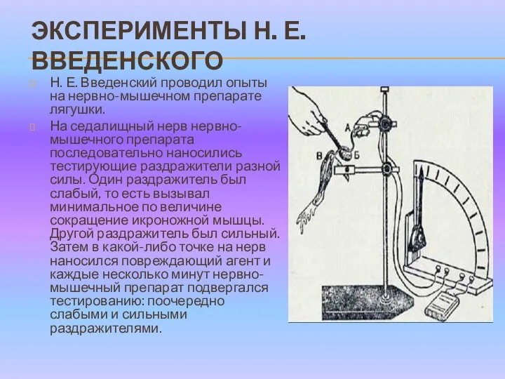 ЭКСПЕРИМЕНТЫ Н. Е. ВВЕДЕНСКОГО Н. Е. Введенский проводил опыты на нервно-мышечном