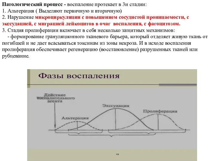 Патологический процесс - воспаление протекает в 3и стадии: 1. Альтерация (