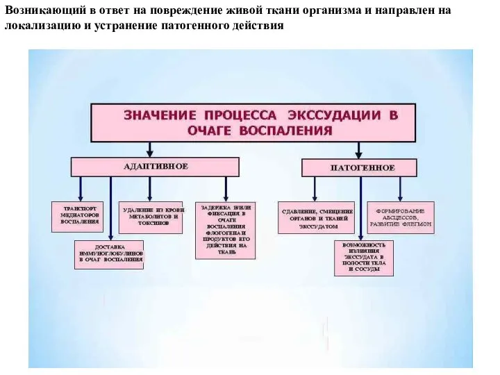 Возникающий в ответ на повреждение живой ткани организма и направлен на локализацию и устранение патогенного действия