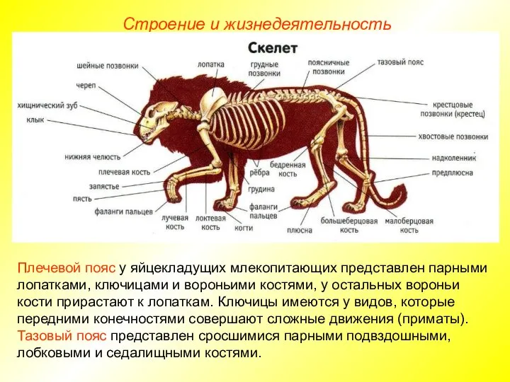 Строение и жизнедеятельность Плечевой пояс у яйцекладущих млекопитающих представлен парными лопатками,