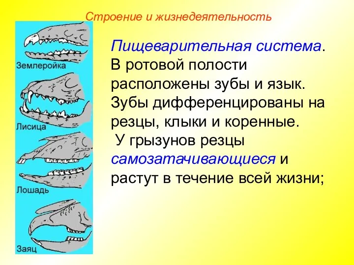 Строение и жизнедеятельность Пищеварительная система. В ротовой полости расположены зубы и