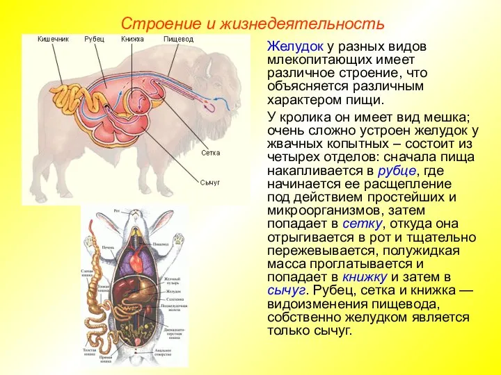 Строение и жизнедеятельность Желудок у разных видов млекопитающих имеет различное строение,