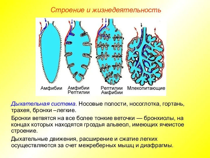 Строение и жизнедеятельность Дыхательная система. Носовые полости, носоглотка, гортань, трахея, бронхи