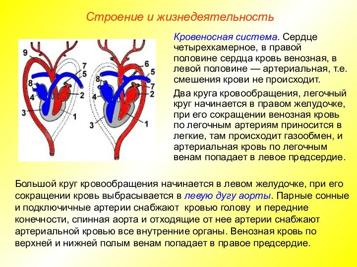 Строение и жизнедеятельность Большой круг кровообращения начинается в левом желудочке, при