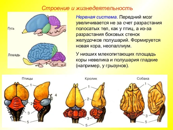 Строение и жизнедеятельность Нервная система. Передний мозг увеличивается не за счет