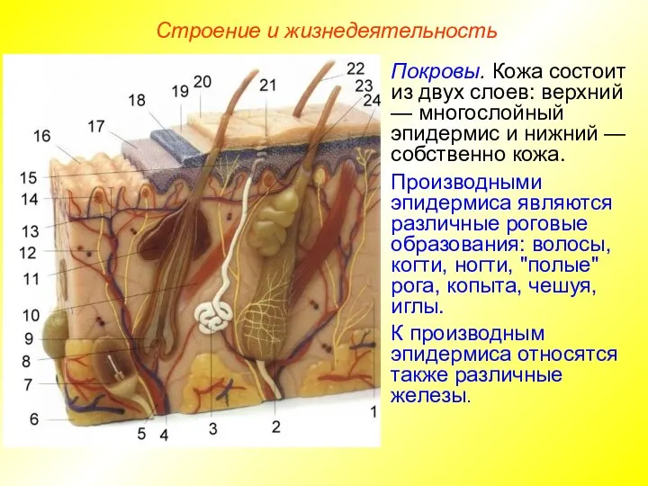 Строение и жизнедеятельность Покровы. Кожа состоит из двух слоев: верхний —
