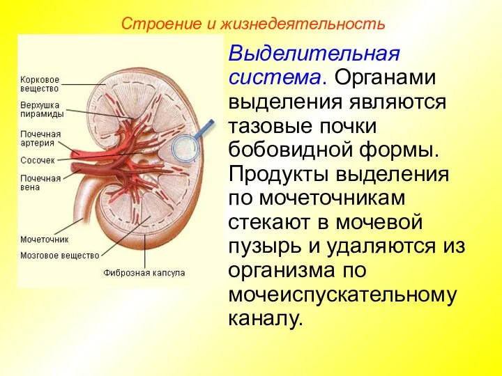 Строение и жизнедеятельность Выделительная система. Органами выделения являются тазовые почки бобовидной