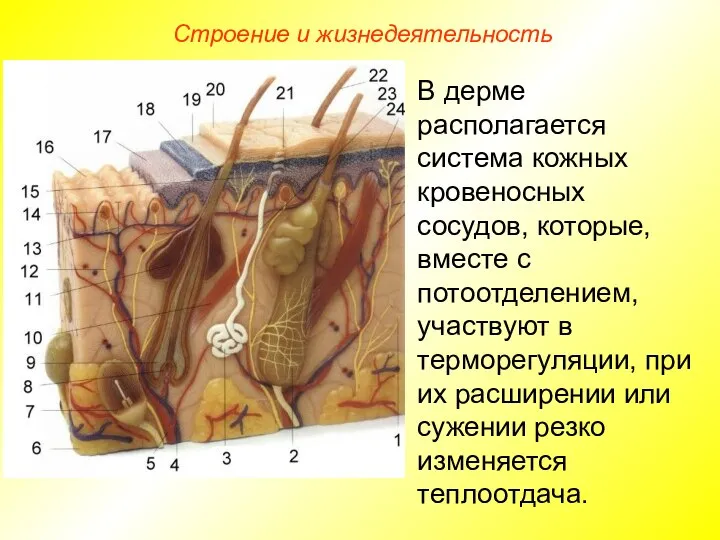 Строение и жизнедеятельность В дерме располагается система кожных кровеносных сосудов, которые,