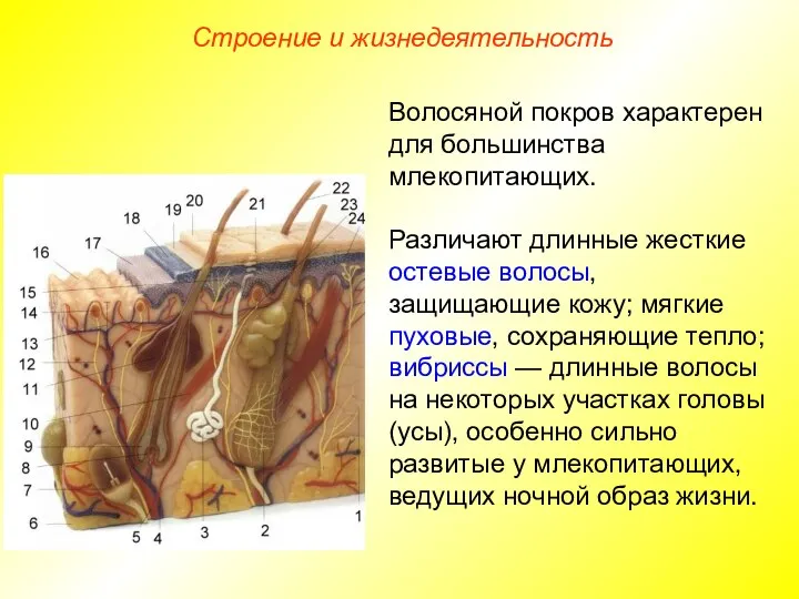 Строение и жизнедеятельность Волосяной покров характерен для большинства млекопитающих. Различают длинные