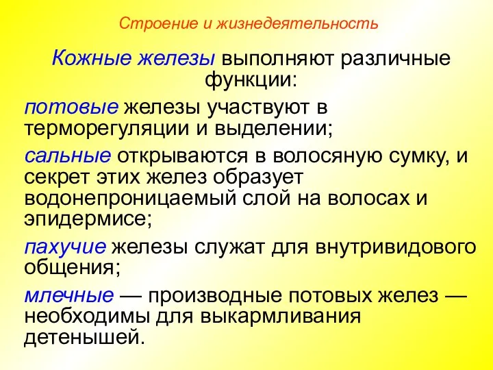 Строение и жизнедеятельность Кожные железы выполняют различные функции: потовые железы участвуют