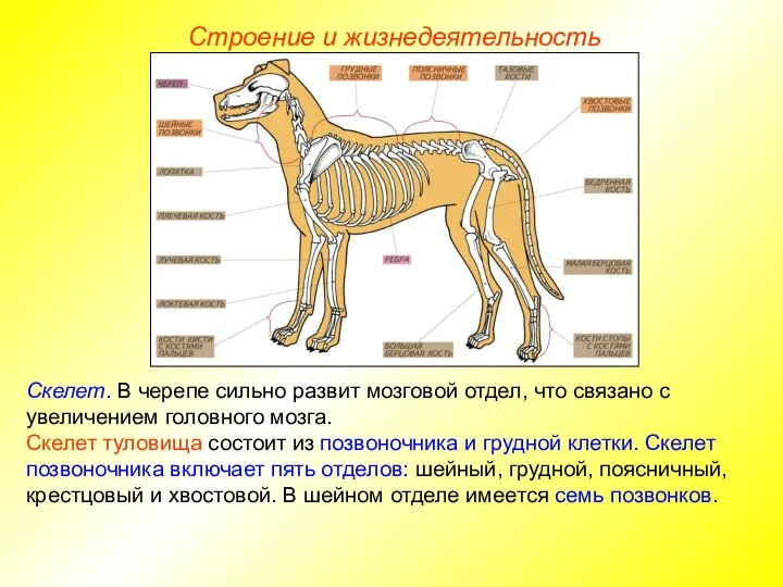 Строение и жизнедеятельность Скелет. В черепе сильно развит мозговой отдел, что