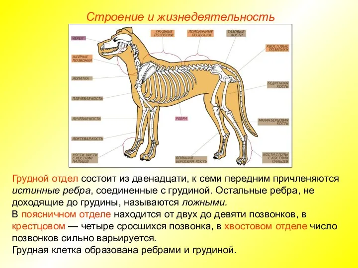 Строение и жизнедеятельность Грудной отдел состоит из двенадцати, к семи передним