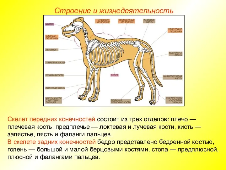 Строение и жизнедеятельность Скелет передних конечностей состоит из трех отделов: плечо