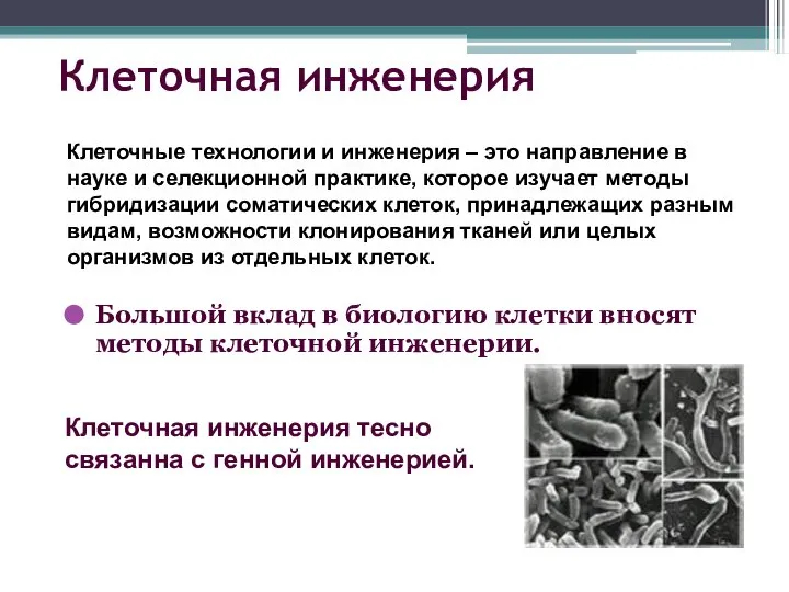 Клеточная инженерия Большой вклад в биологию клетки вносят методы клеточной инженерии.