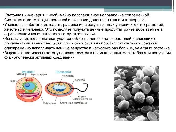 Клеточная инженерия – необычайно перспективное направление современной биотехнологии. Методы клеточной инженерии