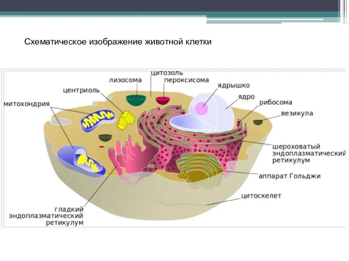 Схематическое изображение животной клетки