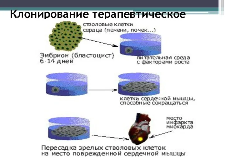 Клонирование терапевтическое