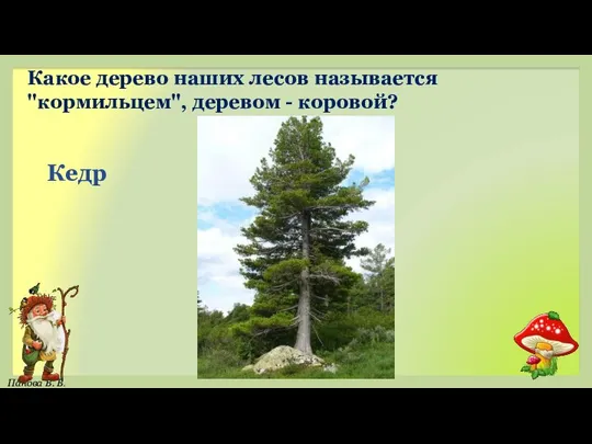 Кедр Какое дерево наших лесов называется "кормильцем", деревом - коровой?