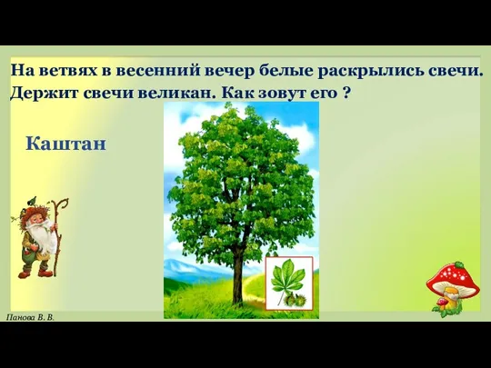 Каштан На ветвях в весенний вечер белые раскрылись свечи. Держит свечи великан. Как зовут его ?