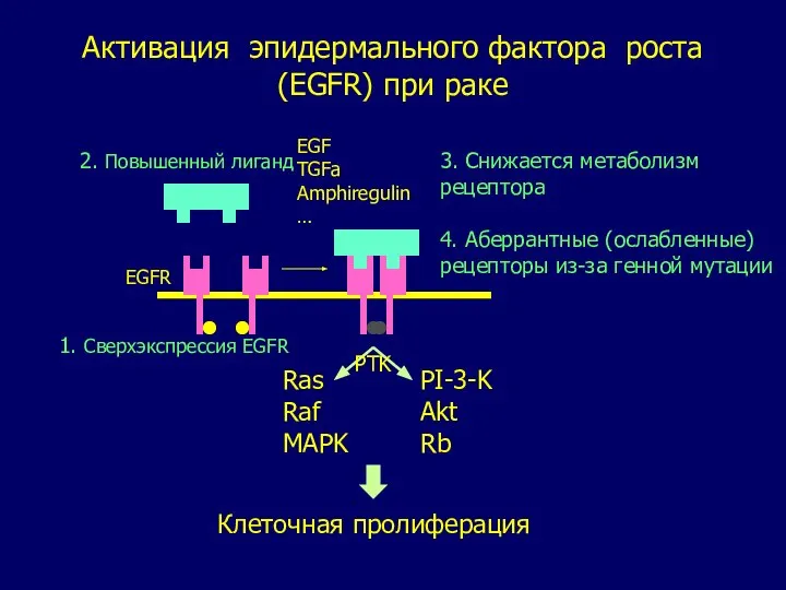 Активация эпидермального фактора роста (EGFR) при раке Ras Raf MAPK PI-3-K