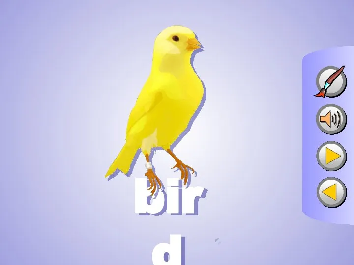 bird