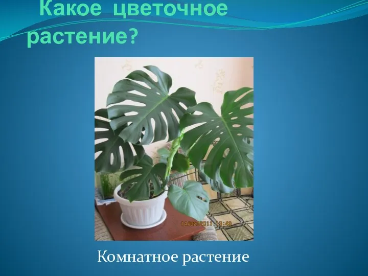 Какое цветочное растение? Комнатное растение