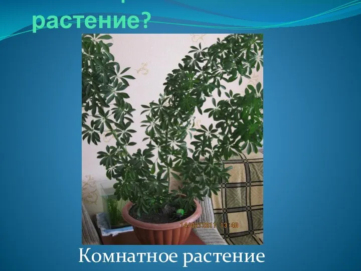 Какое цветочное растение? Комнатное растение