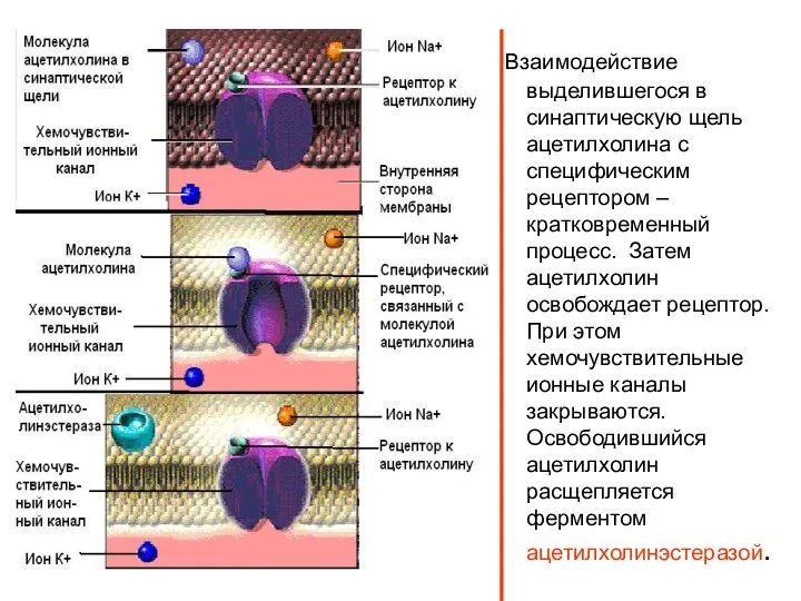 Взаимодействие выделившегося в синаптическую щель ацетилхолина с специфическим рецептором – кратковременный