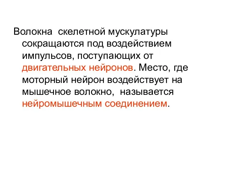 Волокна скелетной мускулатуры сокращаются под воздействием импульсов, поступающих от двигательных нейронов.