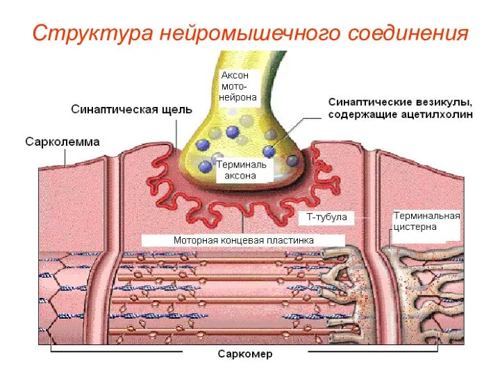 Структура нейромышечного соединения