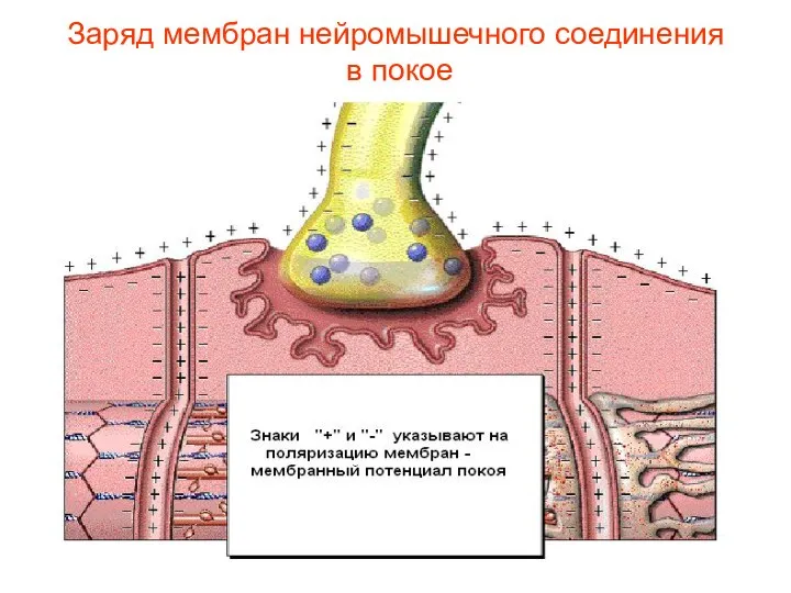 Заряд мембран нейромышечного соединения в покое