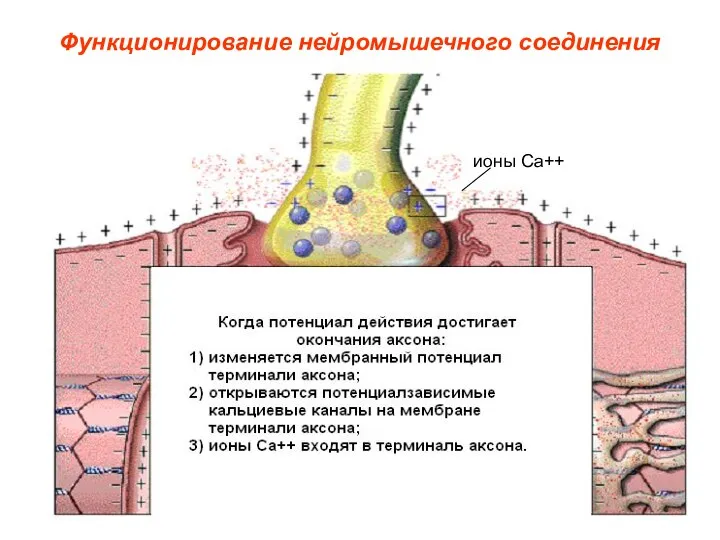 Функционирование нейромышечного соединения ионы Са++