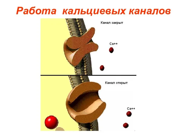 Работа кальциевых каналов